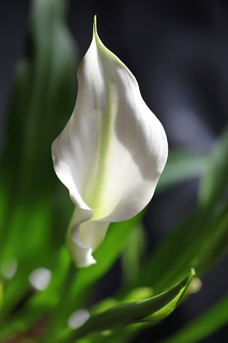 calla
