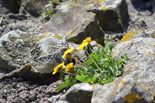 Paardebloem tussen de rotsen