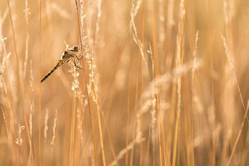 Zwarte heidelibel met tegenlicht