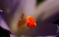 Krokus