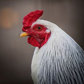 Little red  rooster by Freddy Hoevers