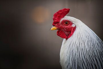 Little red  rooster
