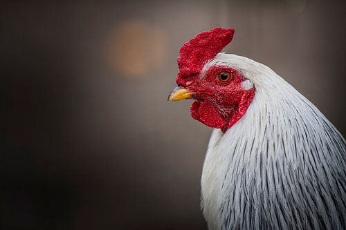 Petite grille rouge sur Freddy Hoevers