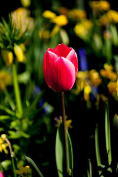 Alleenstaande Tulp van Ad van Geffen