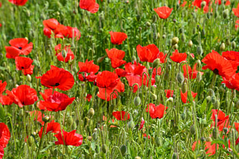 Poppies