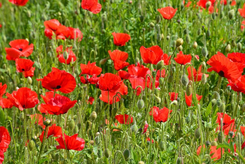 Poppies by Maurice Kruk