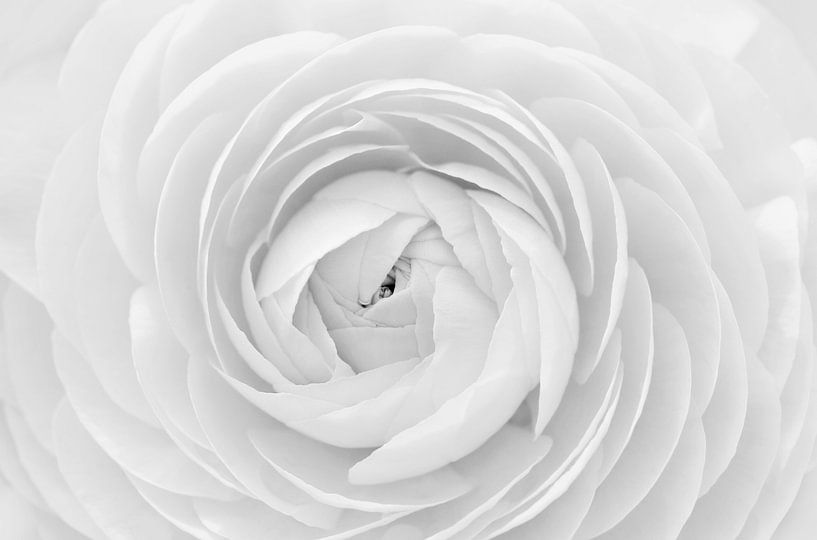 Ranunculus by Violetta Honkisz