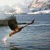 Un aigle de mer s'envole depuis un fjord dans les îles Lofoten, en Norvège. sur Marion Stoffels