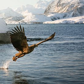 White-tailed eagle takes flight from a fjord in Lofoten, Norway by Marion Stoffels