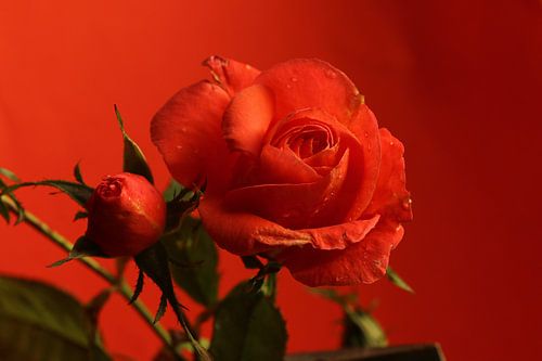 November fun in the garden