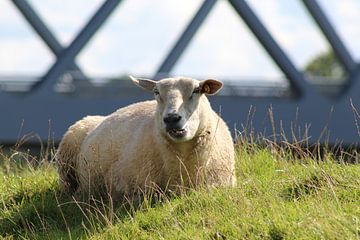 Mouton sur Christian Harms