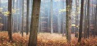 Herfstkleuren in het bos