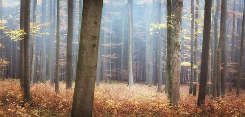 Herfstkleuren in het bos