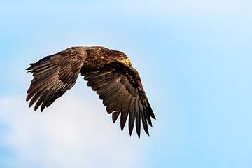 Bald eagle in flight by Gianni Argese