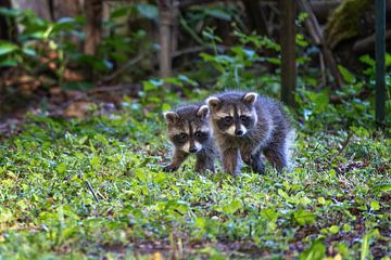Deux petits ratons laveurs encore un peu timides lors de leur première sortie dans la sur Maren Winter