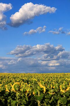 Sommerabend von Thomas Jäger