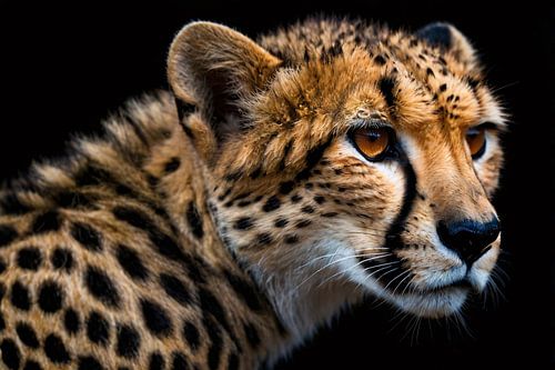 Indrukwekkende close-up van een cheetah