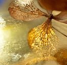 Fragile van Marian Steenbergen thumbnail