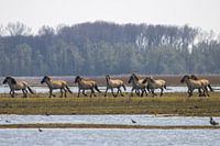 Prachtige wilde Konikpaarden