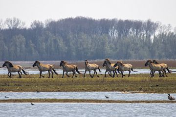 Prachtige wilde Konikpaarden van Goffe Jensma