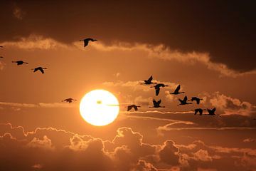 Silhouetten van kraanvogels (Grus Grus) bij zonsondergang, Oostzee, Duitsland van Frank Fichtmüller