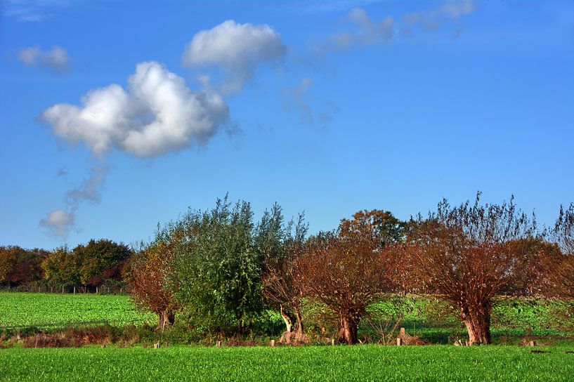 Saule 4 par Edgar Schermaul