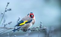 Putter (distelvink) op lavendel