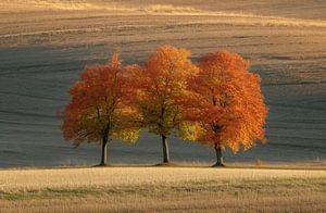 Einsame Herbstpracht