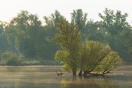 Geese near an islet 2 by René Jonkhout