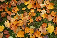 Autumn leaves