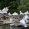 Kolonie von Pelikanen auf schwimmendem Nest von Jose Lok