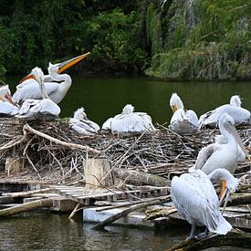 Colonie de pélicans sur un nid flottant sur Jose Lok