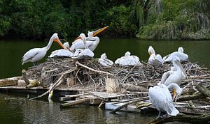 Kolonie von Pelikanen auf schwimmendem Nest