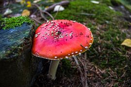 Mushroom by Stefanie Wouters-Kersten