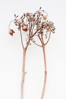 Hortensia dramatica II