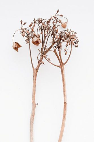 Hortensie dramatica II