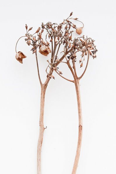 Hortensia Dramatica II by Guido Van den Troost