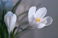 Snow White Spring