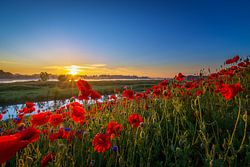 Poppy Colors I