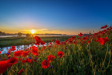 Poppy Colors I by Sander Peters