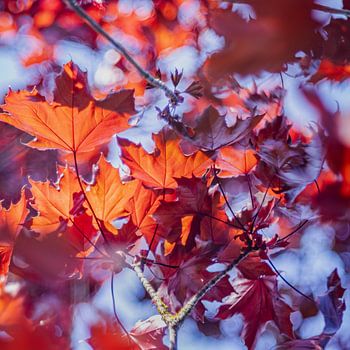 Rote Blätter in Blau