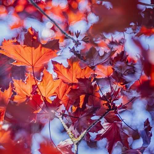 Rote Blätter in Blau