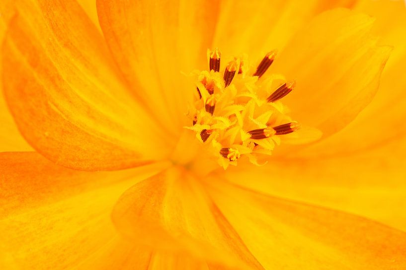Close-up of a Common Marigold by Ronald Pol