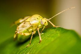 Geel kevertje sur Johan Slagers