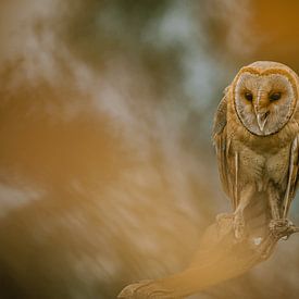 Schleiereule im Herbst von Gea Veldhuizen