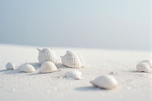 des coquillages blancs sur la plage sur J.a Dijkstra