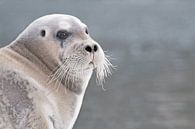 Bearded seal  Portrait by Peter Zwitser thumbnail