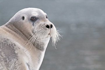 Bearded seal  Portrait by Peter Zwitser