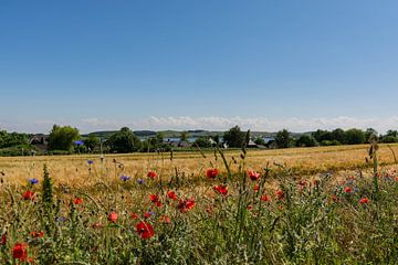 roter Klatschmohn und Kornblumen in Middelhagen auf Rügen von GH Foto & Artdesign