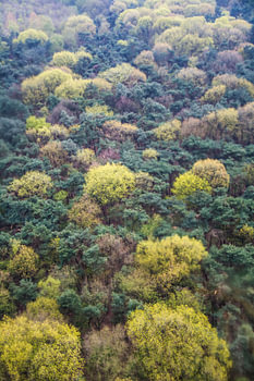 Bomen van boven